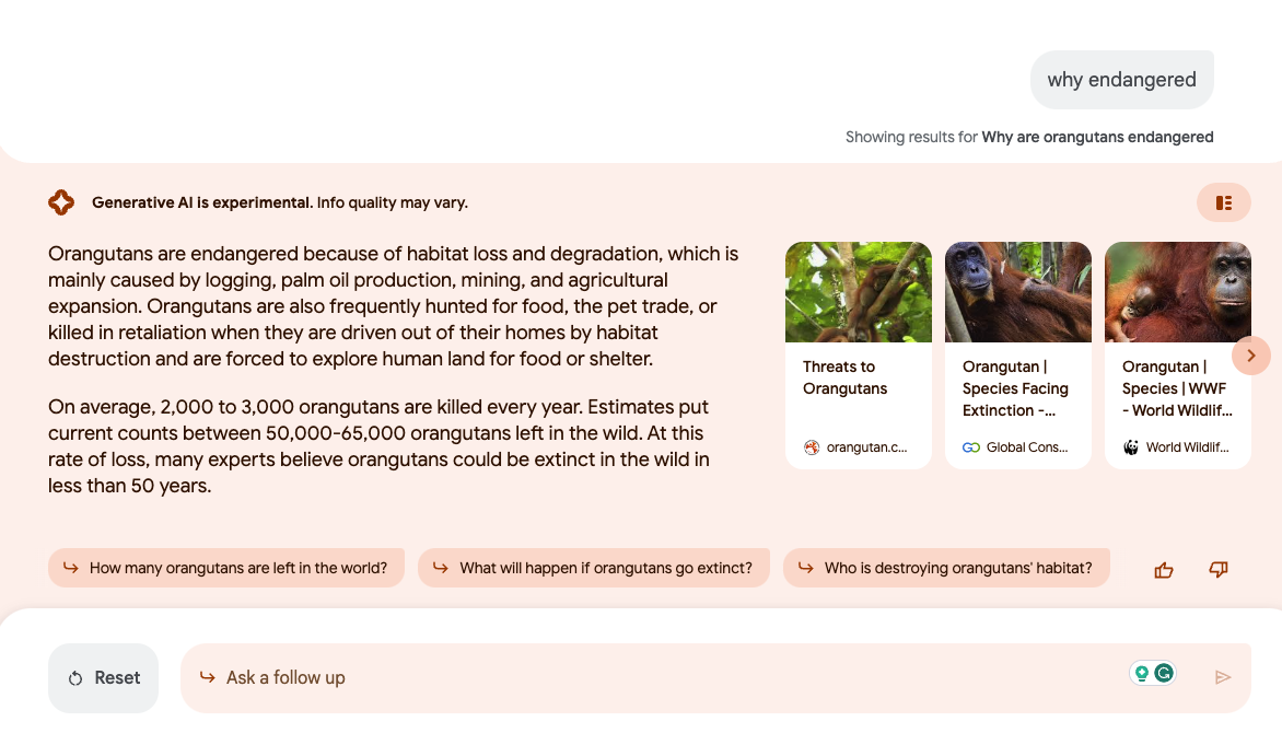 screenshot of Google bard response to "why endangered" for orangutan search